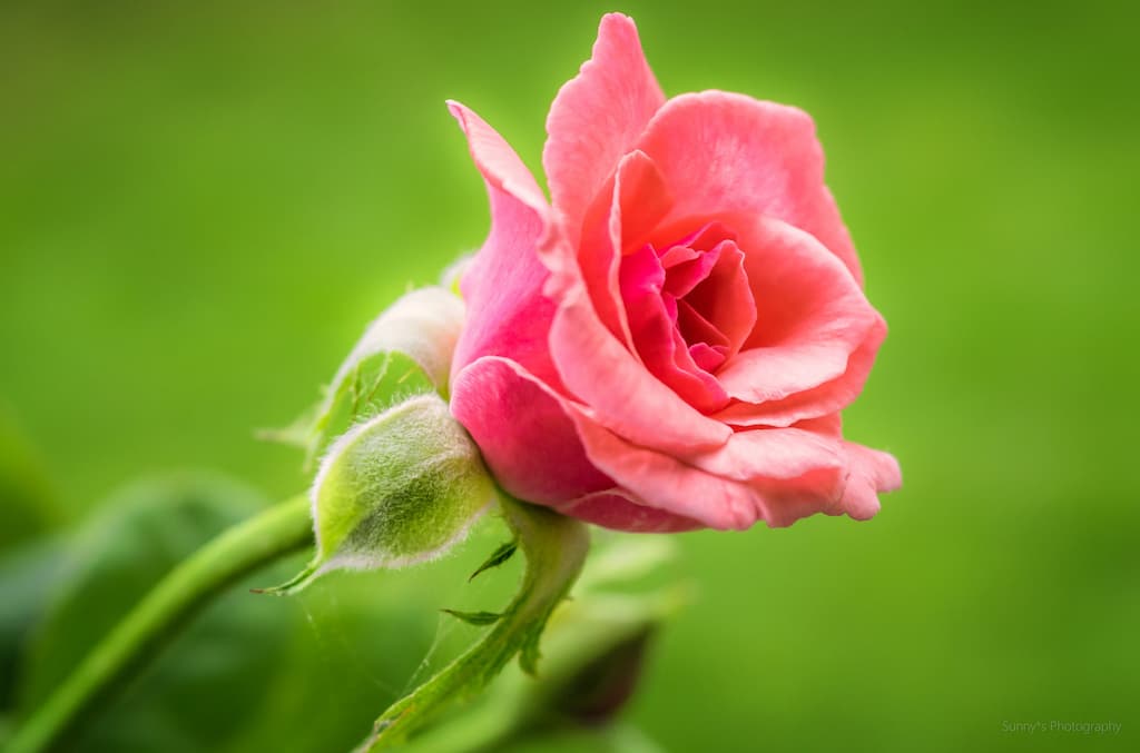 flor rosa(1)