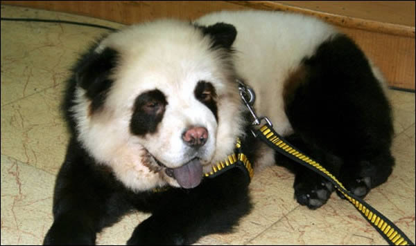 Panda o perro (7)