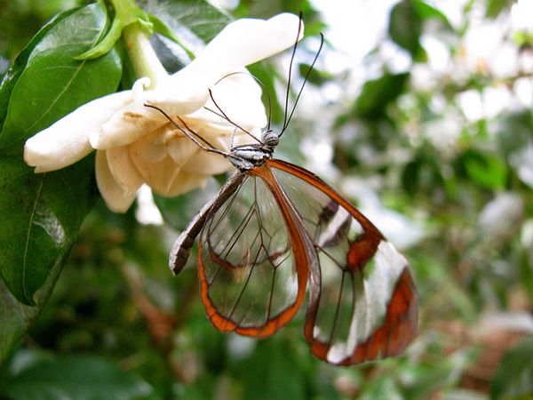 Mariposa Glasswing (8)