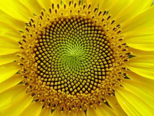 Fibonacci en la flores (9)