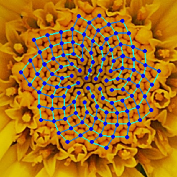 Fibonacci en la flores (8)