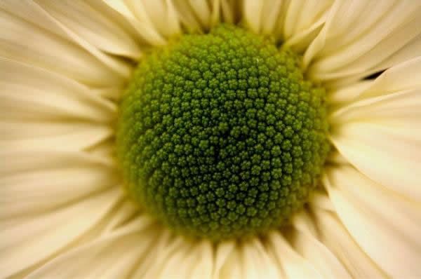 Fibonacci en la flores (7)
