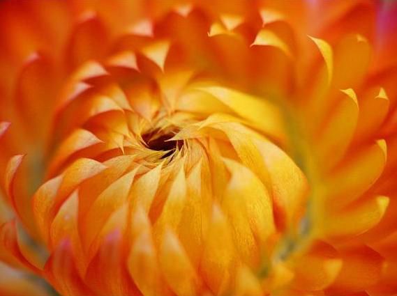 Fibonacci en la flores (6)