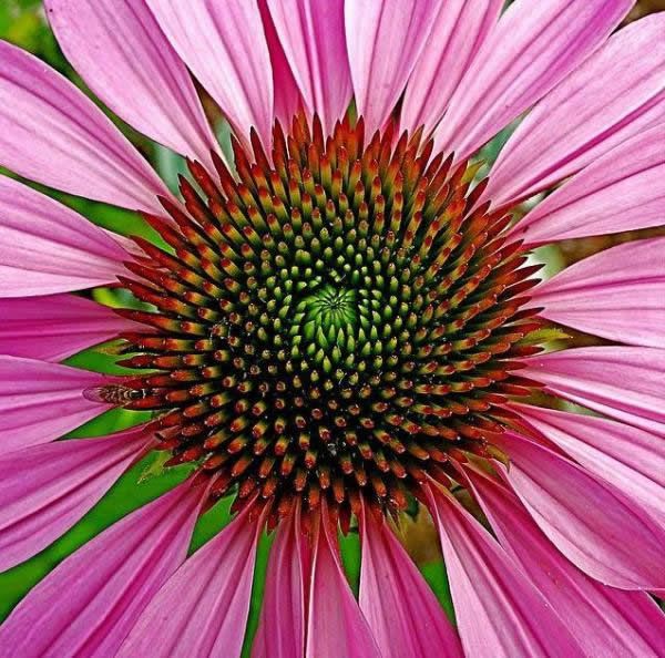 Fibonacci en la flores (5)