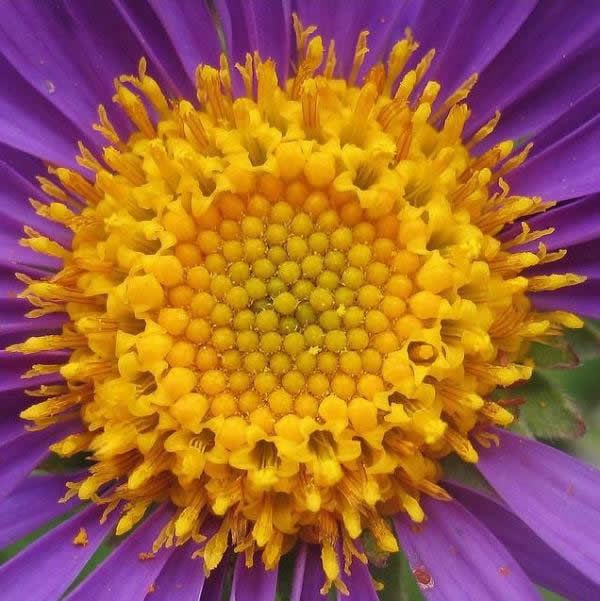 Fibonacci en la flores (3)