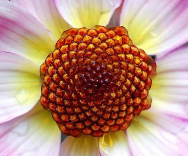 Fibonacci en la flores (2)