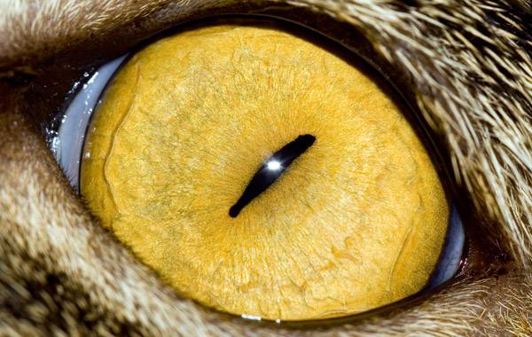 macrofotografía animales ojos (4)