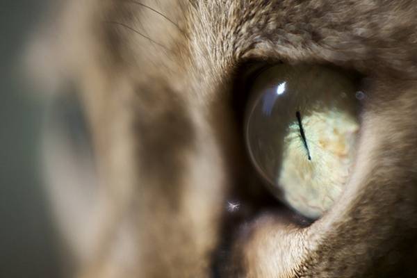 macrofotografía animales ojos (7)