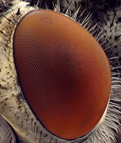 macrofotografía animales ojos (22)
