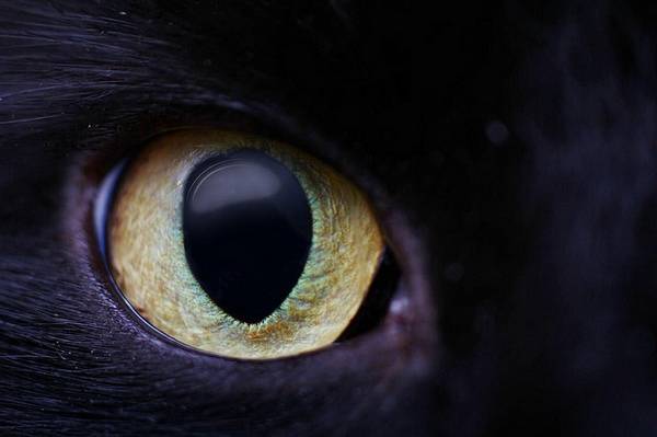 macrofotografía animales ojos (29)