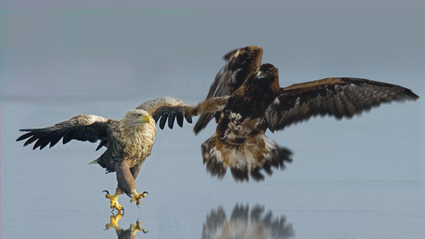 El Águila y el Halcón