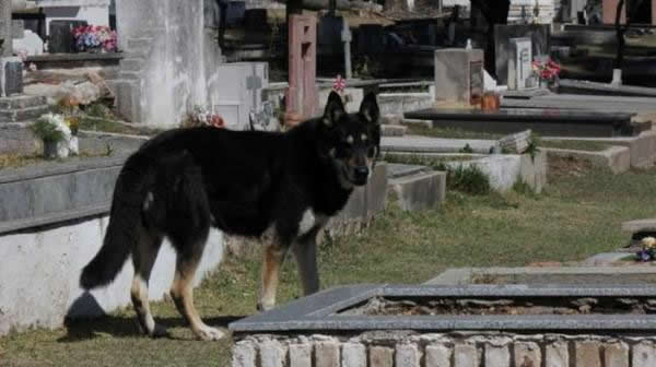 Capitan perro del cementerio (5)