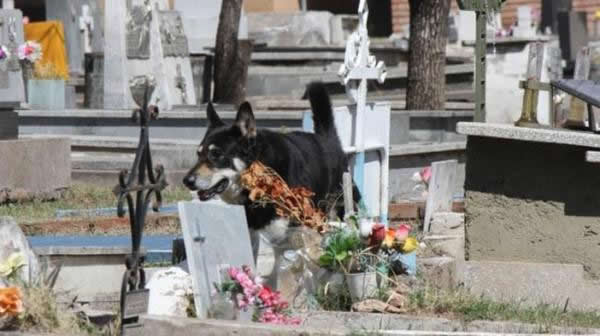 Capitan perro del cementerio (4)