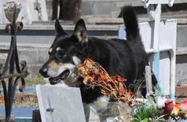Capitan perro del cementerio (2)