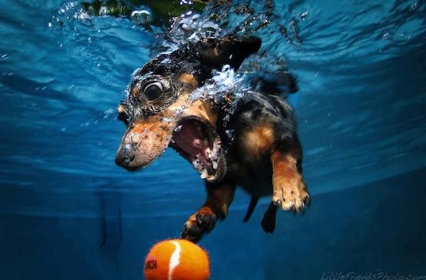 Underwater Dogs Seth Casteel (1)