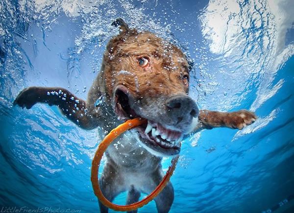 Underwater Dogs Seth Casteel (3)