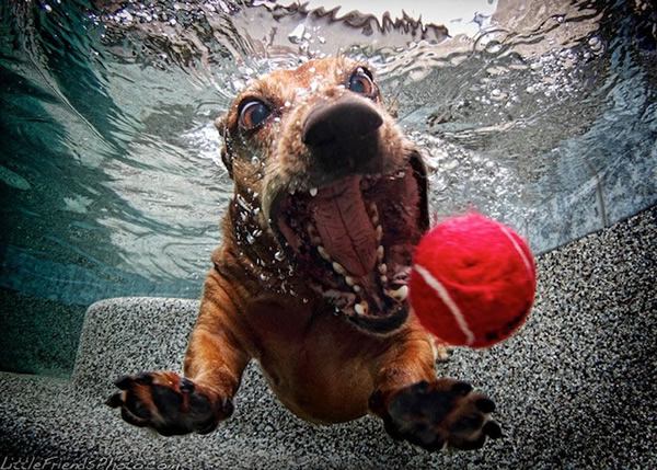 Underwater Dogs Seth Casteel (4)
