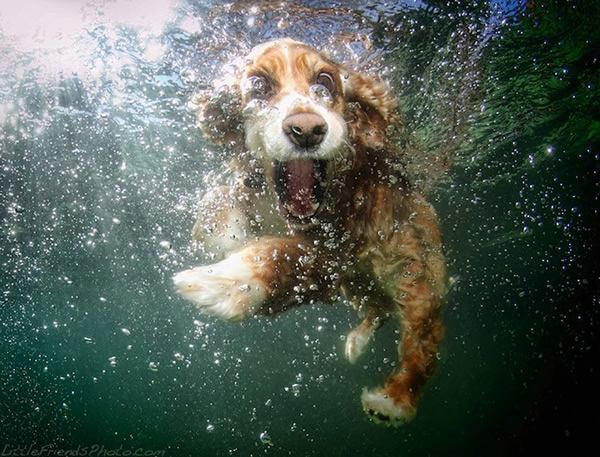 Underwater Dogs Seth Casteel (5)