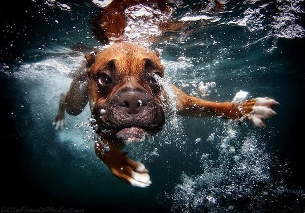 Underwater Dogs Seth Casteel (6)
