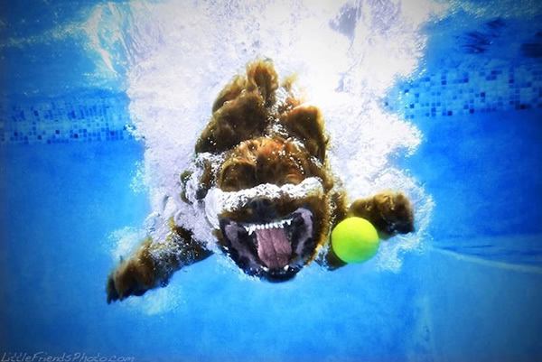 Underwater Dogs Seth Casteel (7)