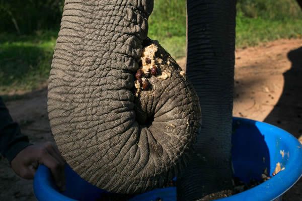 Black Ivory café elefantes (19)