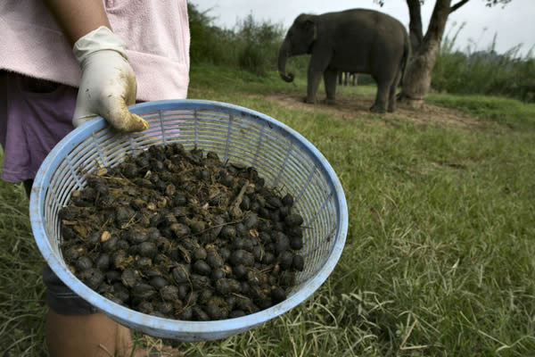 Black Ivory café elefantes (9)