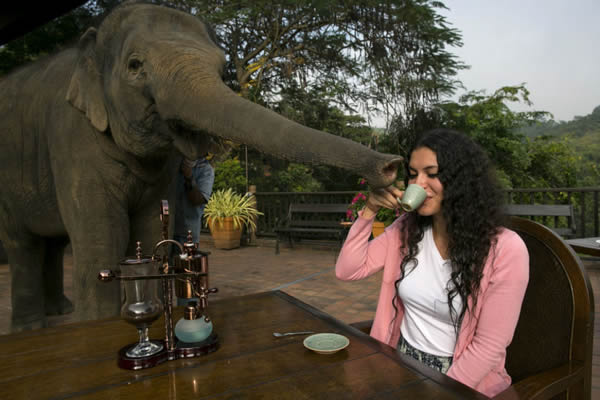 Black Ivory café elefantes (12)