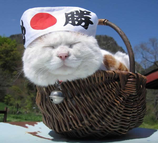 gato Shironeko (2)