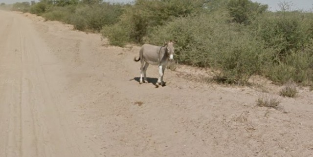 burro google