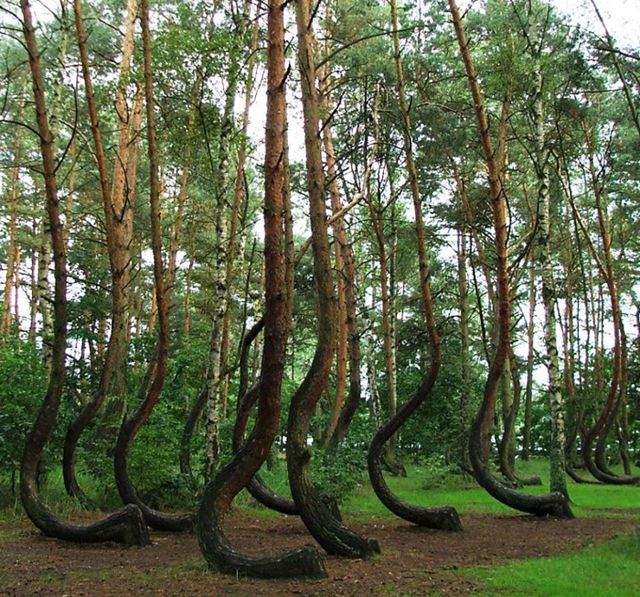 misterioso bosque curvado (10)