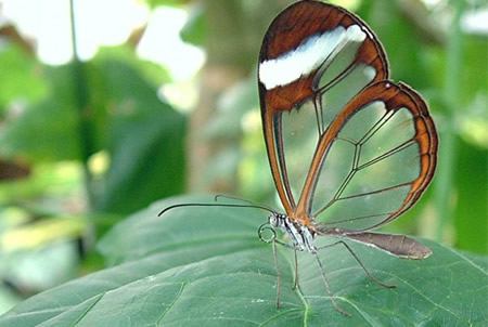 mariposa alas crista