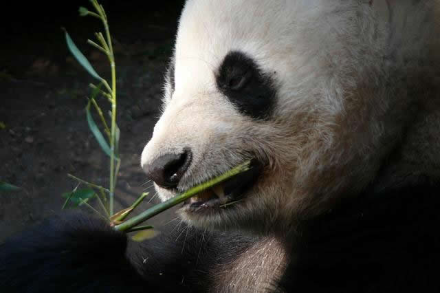 panda bambu
