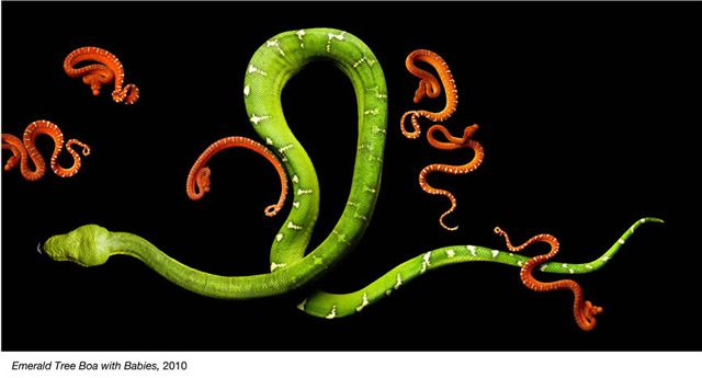 fotos serpientes - Serpentine Mark Laita (20)