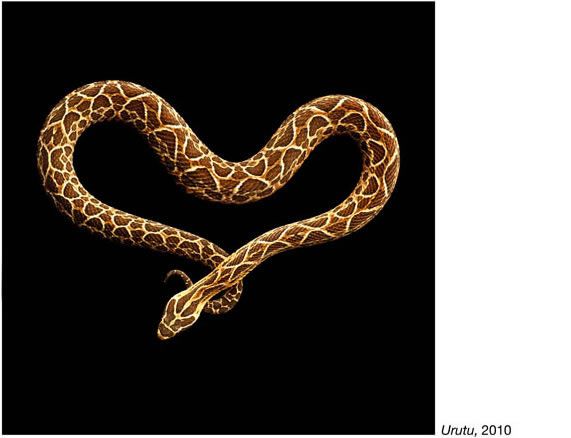 fotos serpientes - Serpentine Mark Laita (19)