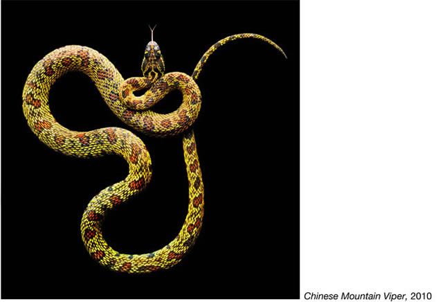 fotos serpientes - Serpentine Mark Laita (15)