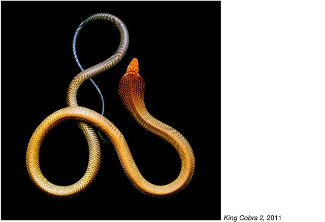 fotos serpientes - Serpentine Mark Laita (4)