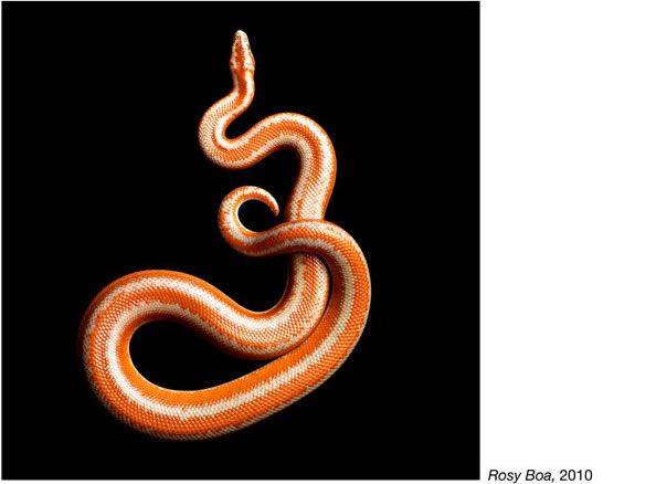 fotos serpientes - Serpentine Mark Laita (11)