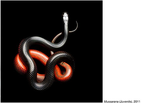 fotos serpientes - Serpentine Mark Laita (7)