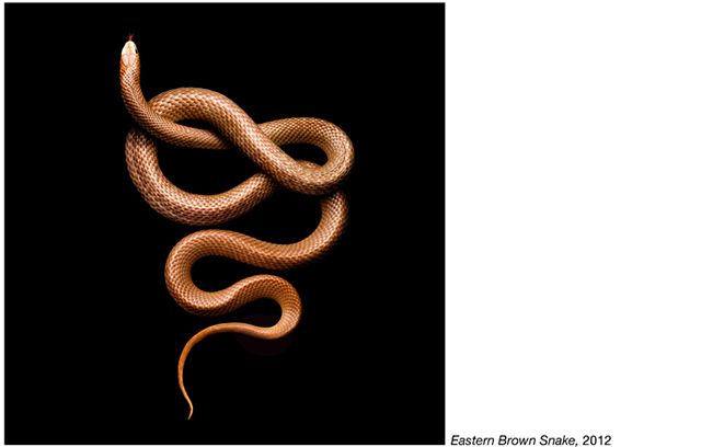 fotos serpientes - Serpentine Mark Laita (6)