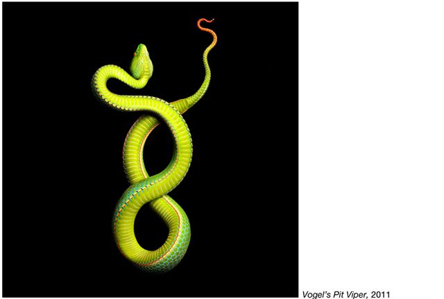 fotos serpientes - Serpentine Mark Laita (24)