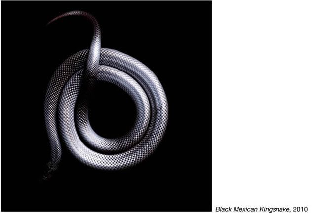 fotos serpientes - Serpentine Mark Laita (22)