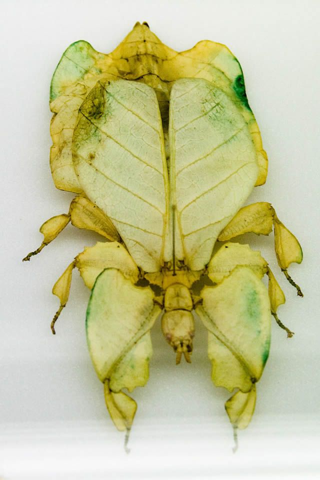 insecto hoja (9)