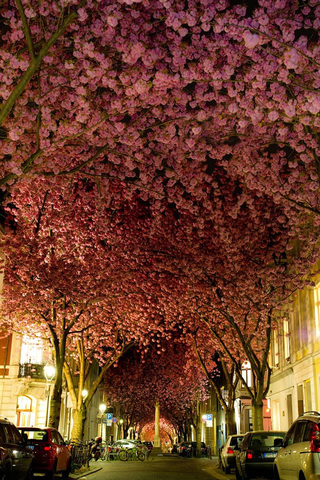 Túnel Cherry Blossom