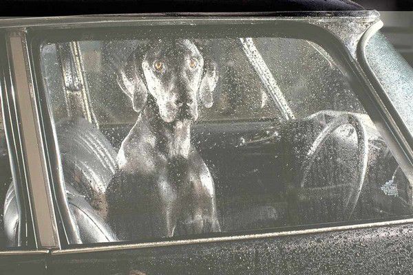 The Silence of Dogs in Cars (22)