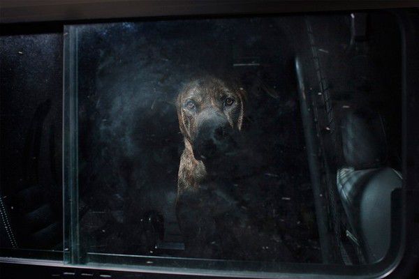 The Silence of Dogs in Cars (15)