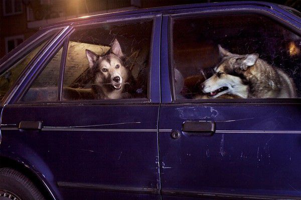 The Silence of Dogs in Cars (6)