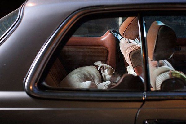 The Silence of Dogs in Cars (4)