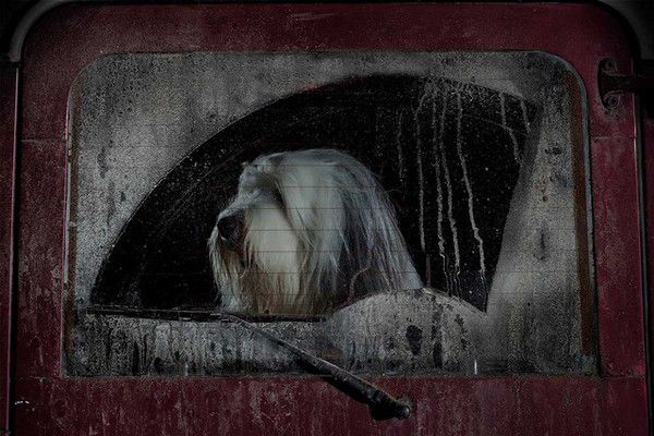 The Silence of Dogs in Cars (3)
