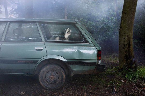 The Silence of Dogs in Cars (14)