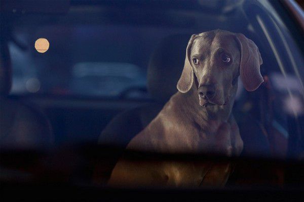 The Silence of Dogs in Cars (13)